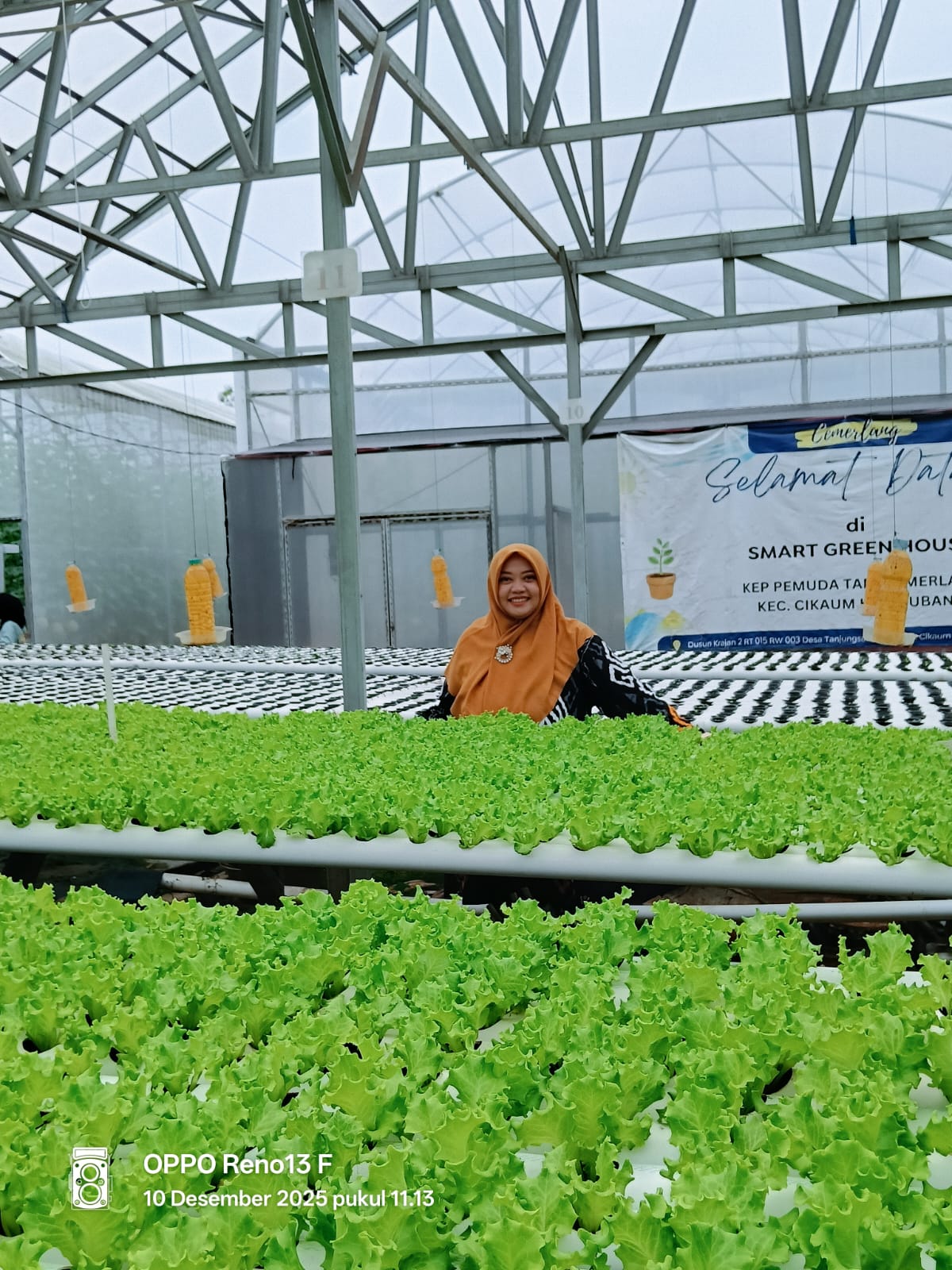 Proses Hidroponik